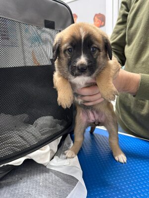 Winnies Welpen suchen ihr eigenes Glück