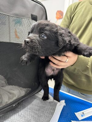 Winnies Welpen suchen ihr eigenes Glück, Mischling - Hündin