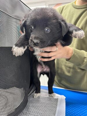 Winnies Welpen suchen ihr eigenes Glück, Mischling - Hündin