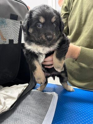 Winnies Welpen suchen ihr eigenes Glück, Mischling - Hündin