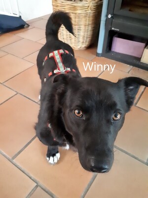 Winny, geb. 2019 sucht liebevolles Zuhause, Mischling - Rüde