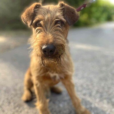 💥Wisco Irish Terrier- Mischlingswelpe ist seinen Menschen zugetan, liebt sie bedingungslos und würde alles tun, um sie glücklich zu machen💥, Irish Terrier- Mischling ? Welpen - Rüde