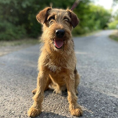 💥Wisco Irish Terrier- Mischlingswelpe ist seinen Menschen zugetan, liebt sie bedingungslos und würde alles tun, um sie glücklich zu machen💥, Irish Terrier- Mischling ? Welpen - Rüde