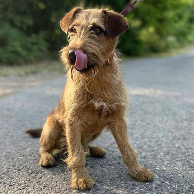 💥Wisco Irish Terrier- Mischlingswelpe ist seinen Menschen zugetan, liebt sie bedingungslos und würde alles tun, um sie glücklich zu machen💥, Irish Terrier- Mischling ? Welpen - Rüde