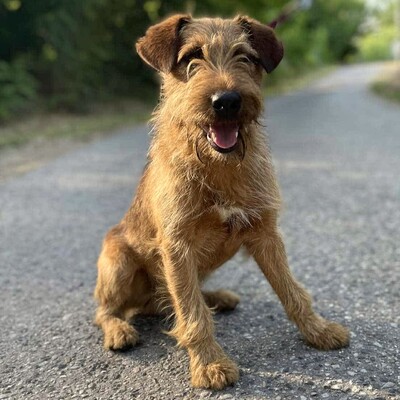 💥Wisco Irish Terrier- Mischlingswelpe ist seinen Menschen zugetan, liebt sie bedingungslos und würde alles tun, um sie glücklich zu machen💥, Irish Terrier- Mischling ? Welpen - Rüde