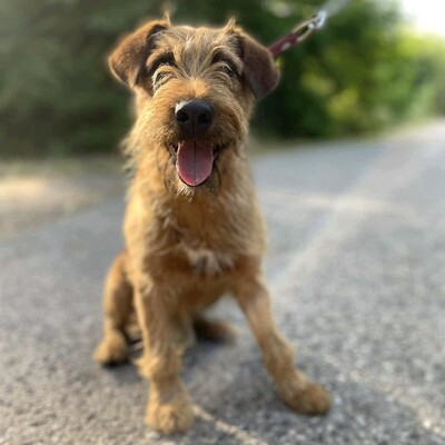💥Wisco Irish Terrier- Mischlingswelpe ist seinen Menschen zugetan, liebt sie bedingungslos und würde alles tun, um sie glücklich zu machen💥, Irish Terrier- Mischling ? Welpen - Rüde