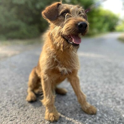 💥Wisco Irish Terrier- Mischlingswelpe ist seinen Menschen zugetan, liebt sie bedingungslos und würde alles tun, um sie glücklich zu machen💥, Irish Terrier- Mischling ? Welpen - Rüde