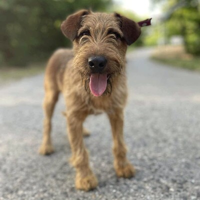 💥Wisco Irish Terrier- Mischlingswelpe ist seinen Menschen zugetan, liebt sie bedingungslos und würde alles tun, um sie glücklich zu machen💥, Irish Terrier- Mischling ? Welpen - Rüde