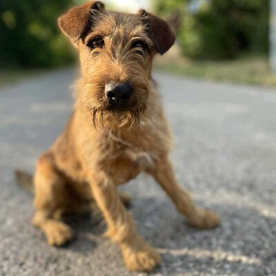 💥Wisco Irish Terrier- Mischlingswelpe ist seinen Menschen zugetan, liebt sie bedingungslos und würde alles tun, um sie glücklich zu machen💥, Irish Terrier- Mischling ? Welpen - Rüde