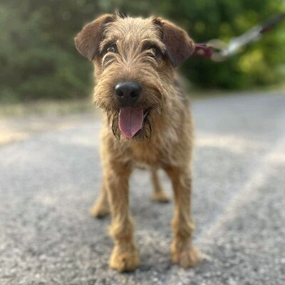 💥Wisco Irish Terrier- Mischlingswelpe ist seinen Menschen zugetan, liebt sie bedingungslos und würde alles tun, um sie glücklich zu machen💥, Irish Terrier- Mischling ? Welpen - Rüde