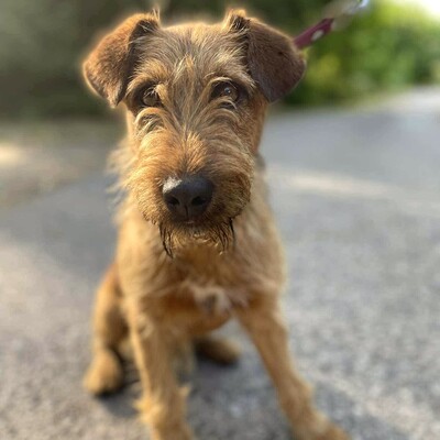 💥Wisco Irish Terrier- Mischlingswelpe ist seinen Menschen zugetan, liebt sie bedingungslos und würde alles tun, um sie glücklich zu machen💥, Irish Terrier- Mischling ? Welpen - Rüde