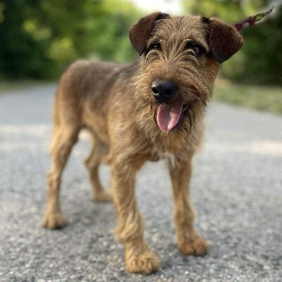 💥Wisco Irish Terrier- Mischlingswelpe ist seinen Menschen zugetan, liebt sie bedingungslos und würde alles tun, um sie glücklich zu machen💥, Irish Terrier- Mischling ? Welpen - Rüde