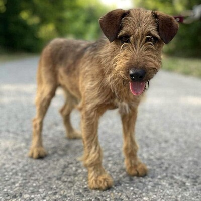 💥Wisco Irish Terrier- Mischlingswelpe ist seinen Menschen zugetan, liebt sie bedingungslos und würde alles tun, um sie glücklich zu machen💥, Irish Terrier- Mischling ? Welpen - Rüde