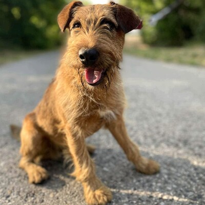 💥Wisco Irish Terrier- Mischlingswelpe ist seinen Menschen zugetan, liebt sie bedingungslos und würde alles tun, um sie glücklich zu machen💥, Irish Terrier- Mischling ? Welpen - Rüde