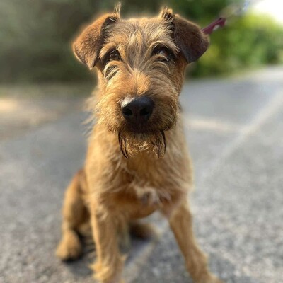 💥Wisco Irish Terrier- Mischlingswelpe ist seinen Menschen zugetan, liebt sie bedingungslos und würde alles tun, um sie glücklich zu machen💥, Irish Terrier- Mischling ? Welpen - Rüde