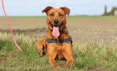 Wish Schäferhund Mix Hündin sucht ein Zuhause, Schäferhund - Hündin