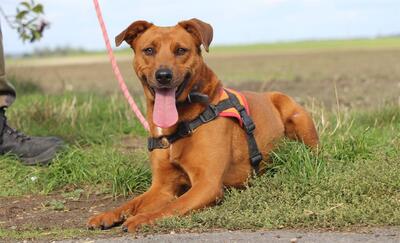 Wish Schäferhund Mix Hündin sucht ein Zuhause, Schäferhund - Hündin