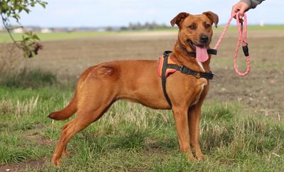 Wish Schäferhundmix Hündin sucht Zuhause, Schäferhund - Hündin