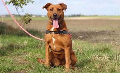 Wish Schäferhundmix Hündin sucht Zuhause, Schäferhund - Hündin