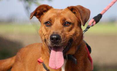 Wish Schäferhundmix Hündin sucht ein Zuhause, Schäferhund - Hündin