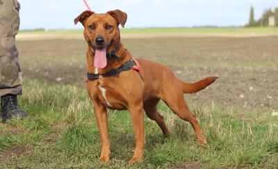 Wish Schäferhundmix Hündin sucht ein Zuhause, Schäferhund Mix - Hündin