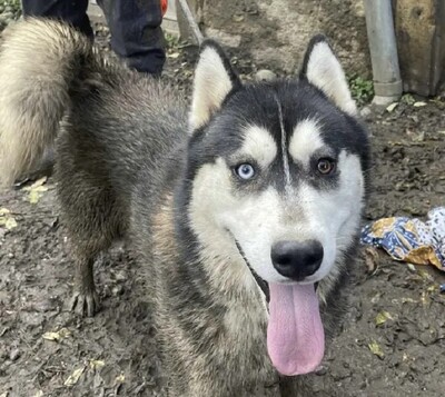 Wolf junger Siberian Husky Rüde sucht sein Zuhause