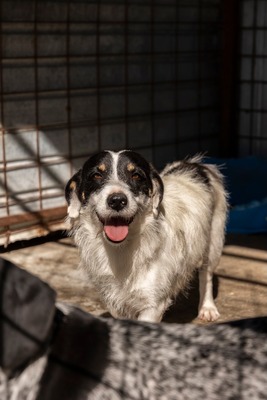 🐾 Wolfgang – ein Herz aus Gold sucht sein Für-Immer-Zuhause ❤️