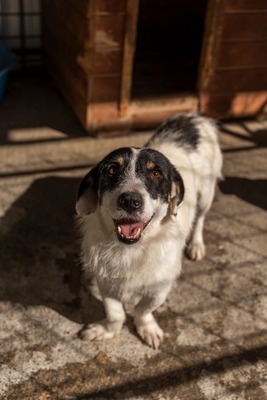 🐾 Wolfgang – ein Herz aus Gold sucht sein Für-Immer-Zuhause ❤️, Mischling - Rüde