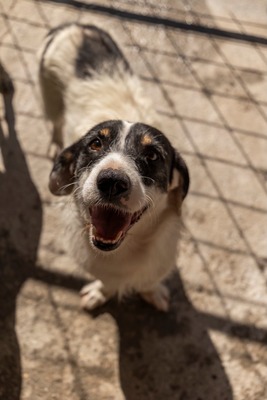 🐾 Wolfgang – ein Herz aus Gold sucht sein Für-Immer-Zuhause ❤️, Mischling - Rüde