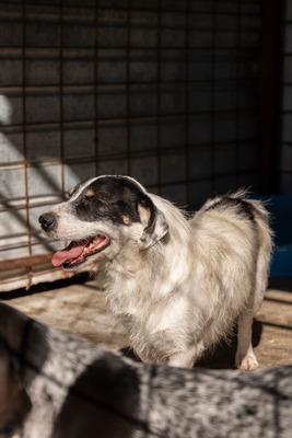 🐾 Wolfgang – ein Herz aus Gold sucht sein Für-Immer-Zuhause ❤️, Mischling - Rüde