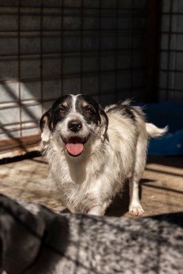 🐾 Wolfgang – ein Herz aus Gold sucht sein Für-Immer-Zuhause ❤️, Mischling - Rüde