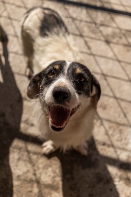 🐾 Wolfgang – ein Herz aus Gold sucht sein Für-Immer-Zuhause ❤️, Mischling - Rüde