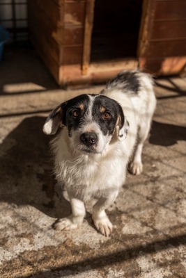 🐾 Wolfgang – ein Herz aus Gold sucht sein Für-Immer-Zuhause ❤️, Mischling - Rüde