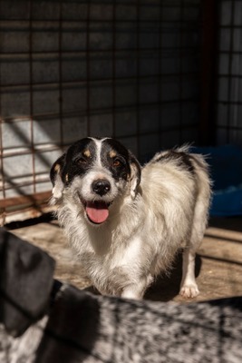🐾 Wolfgang – ein Herz aus Gold sucht sein Für-Immer-Zuhause ❤️, Mischling - Rüde