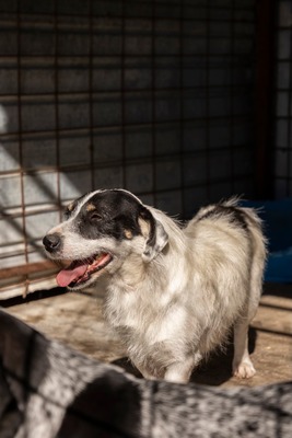 🐾 Wolfgang – ein Herz aus Gold sucht sein Für-Immer-Zuhause ❤️, Mischling - Rüde