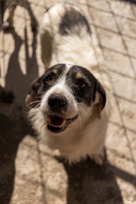 🐾 Wolfgang – ein Herz aus Gold sucht sein Für-Immer-Zuhause ❤️, Mischling - Rüde