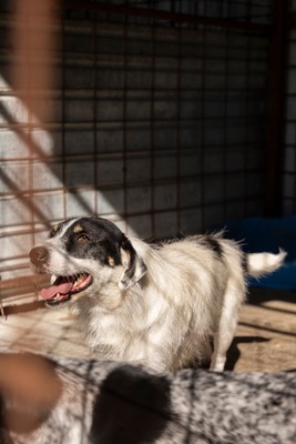 🐾 Wolfgang – ein Herz aus Gold sucht sein Für-Immer-Zuhause ❤️, Mischling - Rüde