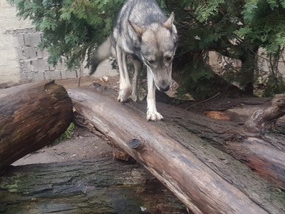 Wolfshund Welpen, Tschechoslowakischen Amerikanischen Wolfshund Welpen - Hündin