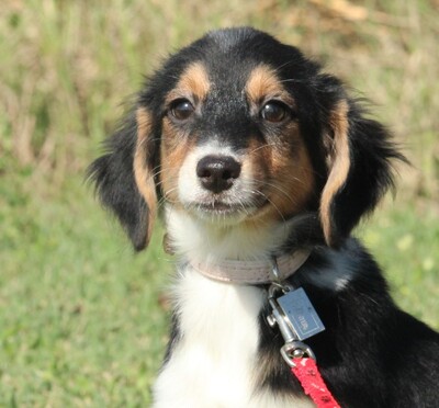 Wolke, Mischling Welpen - Hündin
