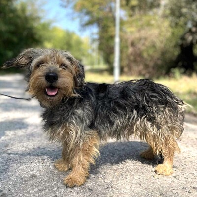 ❤️ Wolverine ein freundlicher, sanfter und sehr süßer Junge geworden. Er hat eine sehr gute Persönlichkeit.💥, Yorkshire Mix - Rüde