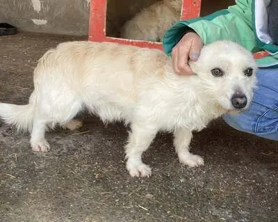 Woody, Mix - Rüde