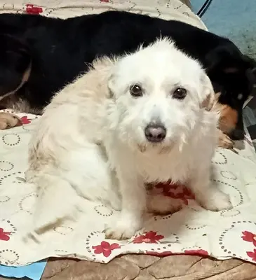 Woody, Mix - Rüde