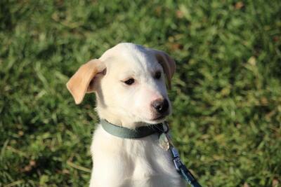 Wotan, Mix Welpen - Rüde