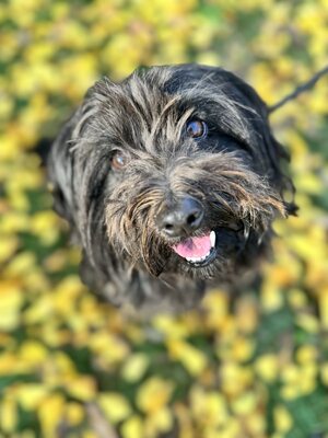 Wunderschöne Boni sucht warmes Körbchen, Havaneser-Mischling - Hündin