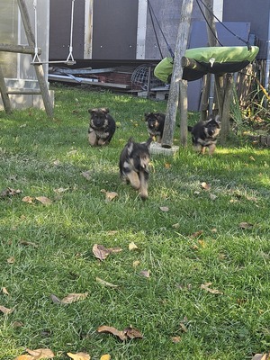 Wunderschöne DSH - Welpen, Deutscher Schäferhund Welpen - Rüde