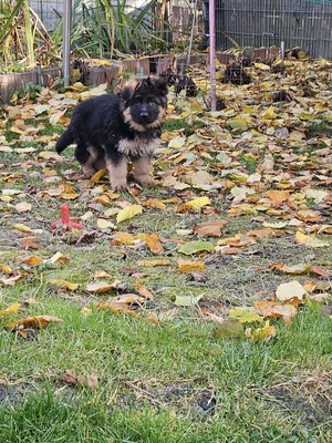 Wunderschöne DSH - Welpen, Deutscher Schäferhund Welpen - Rüde