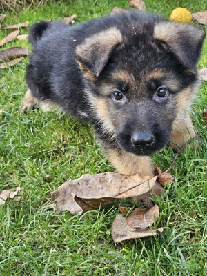 Wunderschöne DSH - Welpen, Deutscher Schäferhund Welpen - Rüde