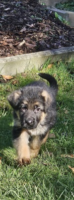 Wunderschöne DSH - Welpen Lang, Deutscher Schäferhund Welpen - Rüde
