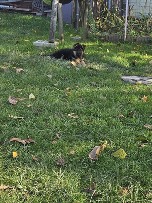 Wunderschöne DSH - Welpen Lang, Deutscher Schäferhund Welpen - Rüde