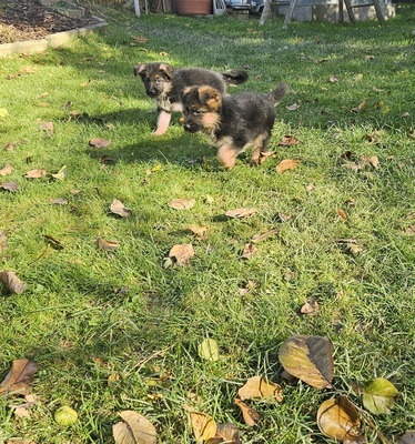Wunderschöne DSH - Welpen Lang, Deutscher Schäferhund Welpen - Rüde